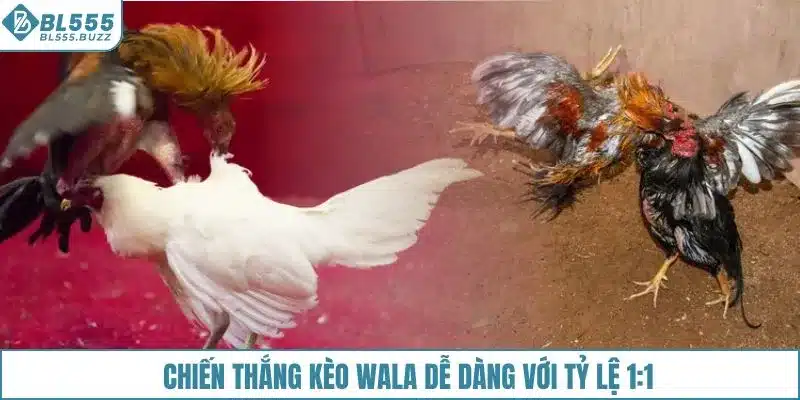 Chiến thắng kèo wala dễ dàng với tỷ lệ 1:1