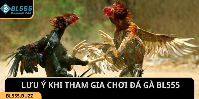 Một số lưu ý khi tham gia chơi Đá Gà tại BL555