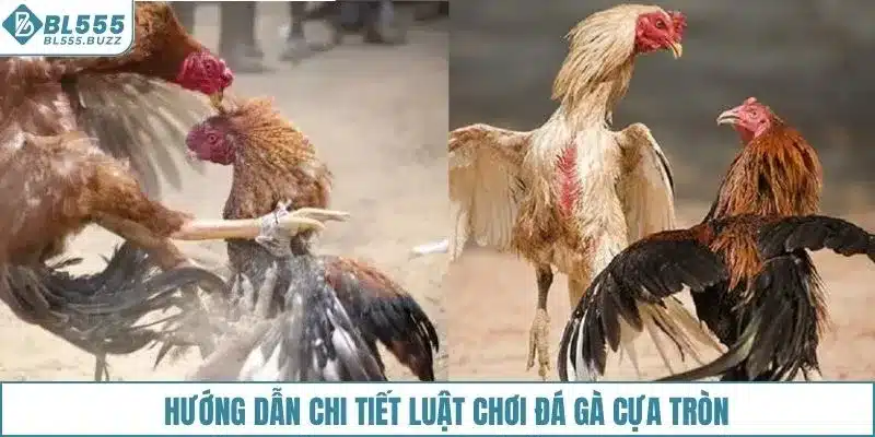 Hướng dẫn chi tiết luật chơi đá gà cựa tròn